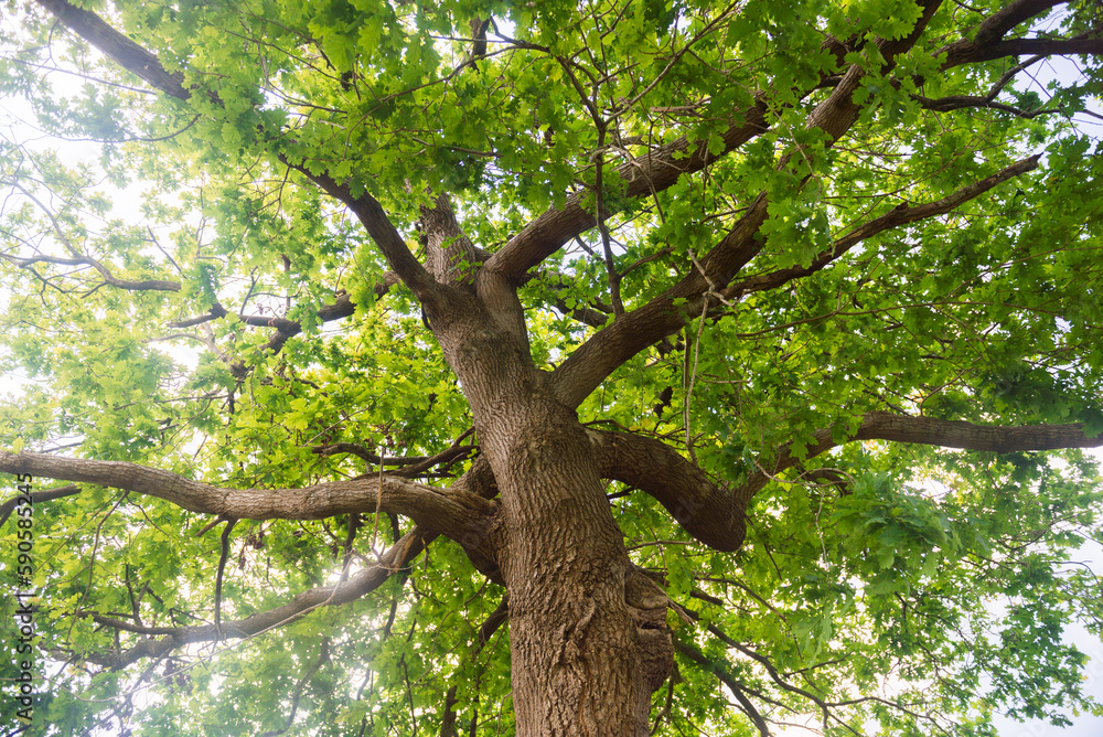 Fototapeta premium View of the tree trunk from the bottom up. The branches of the tree spread wide, the daylight breaks through the green leaves