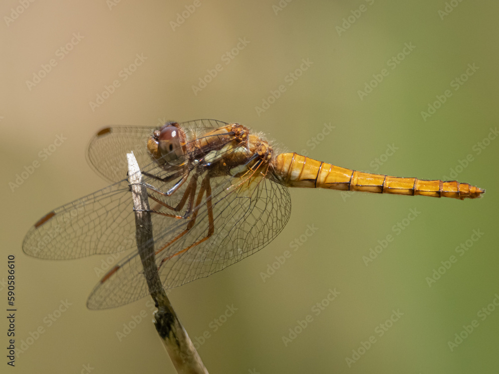 Libélula descansando en una rama Libélula descansando en una rama