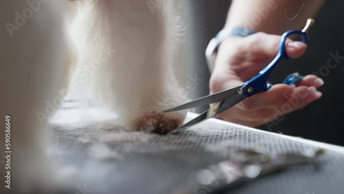 Haircut of a cute dog. white maltese, close up. 4K