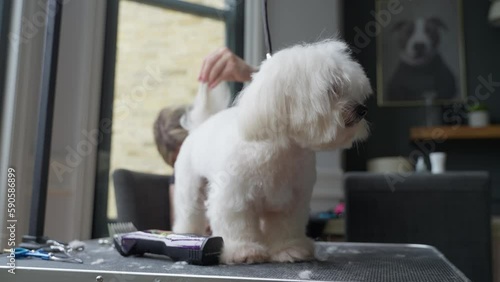 Haircut of a cute dog. white maltese, close up. 4K