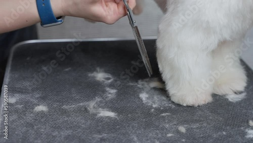 Haircut of a cute dog. white maltese, close up. 4K