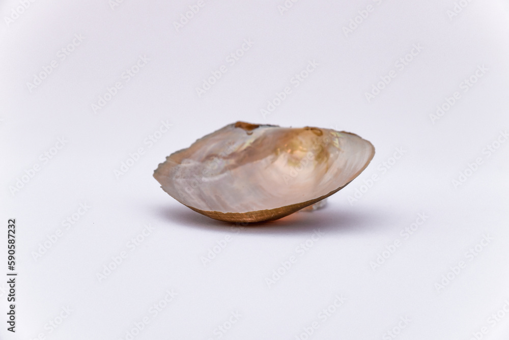 Composition of exotic sea shells and on a white background, top view. sea shells isolated on a white background. Flat lay, Seashells on a white background, A place for copying and writing.