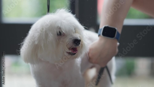Haircut of a cute dog. white maltese, close up. 4K