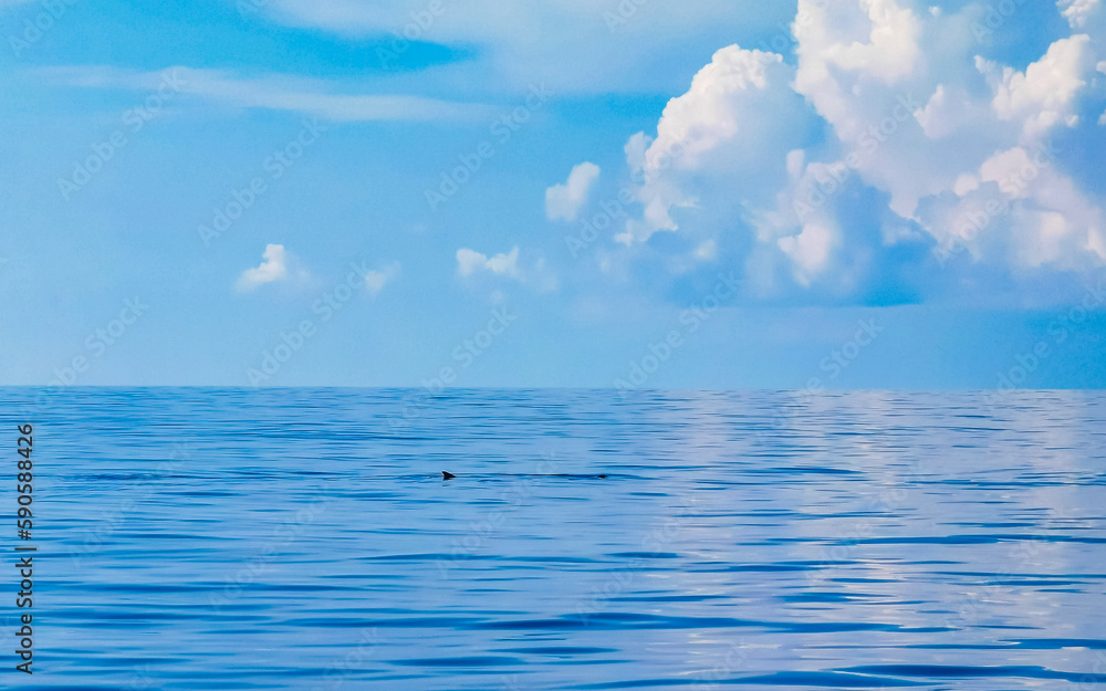 Obraz premium Huge whale shark swims on the water surface Cancun Mexico.