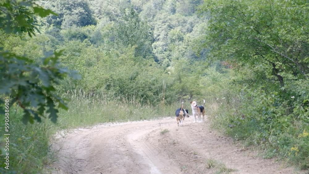 dogs on the forest road dogs on the forest road