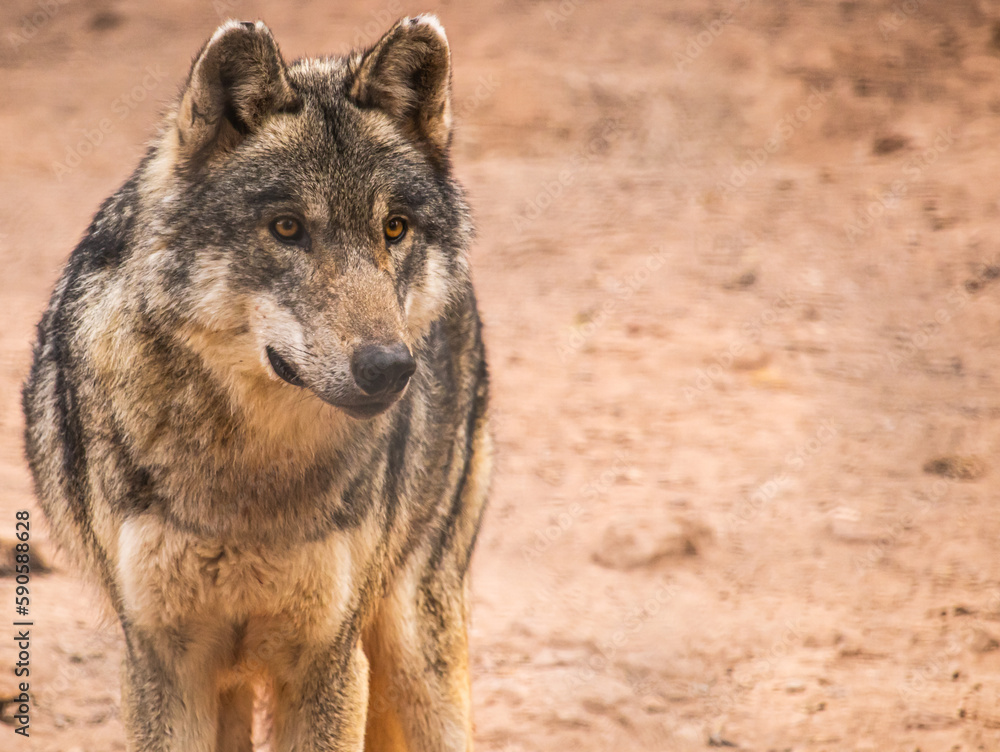 Fototapeta premium gray wolf canis lupus
