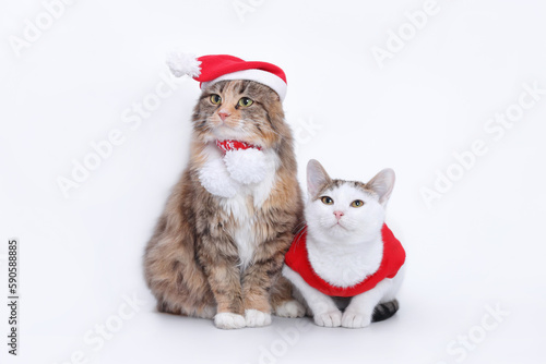 Two Cats isolated on a white background. Indoor Cat in Santa hat on neutral background. Kitten with Santa hat.  Playful pet cat in Christmas outfit on white backdrop. Web banner empty space for text © Mariia