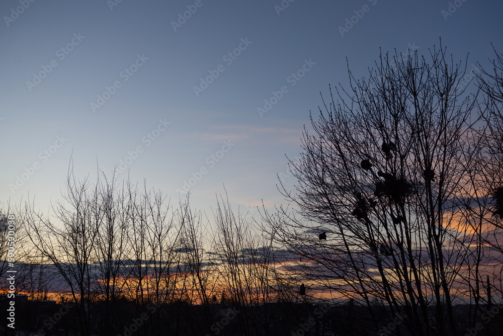 Obraz premium Crow birds are nesting in the trees against the background of the sunset. Silhouettes of trees against the background of the evening sky