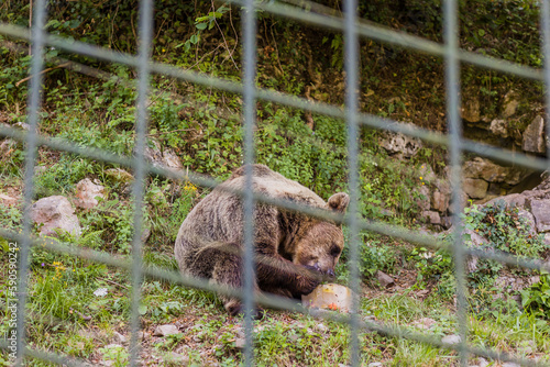 senda del oso National park Brown bear eating in a zoo fence. Nature wildife conservation photo