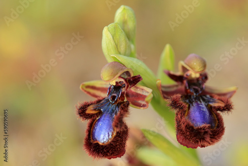 The Mirror Orchid (Ophrys speculum) on a xerothermic grassland in the Peloponnese (Greece)