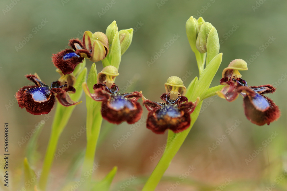 The Mirror Orchid (Ophrys speculum) on a xerothermic grassland in the Peloponnese (Greece)