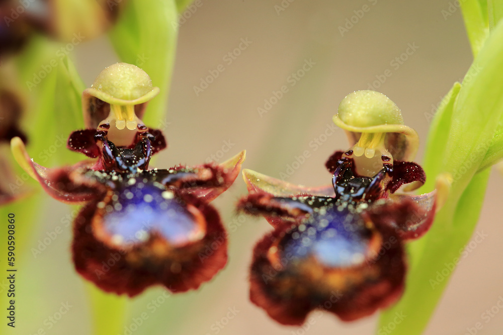 The Mirror Orchid (Ophrys speculum) on a xerothermic grassland in the Peloponnese (Greece)