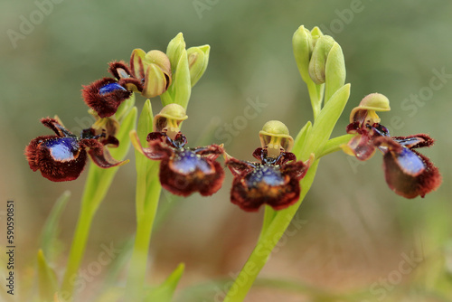 Obraz na płótnie The Mirror Orchid (Ophrys speculum) on a xerothermic grassland in the Peloponnese (Greece) w salonie