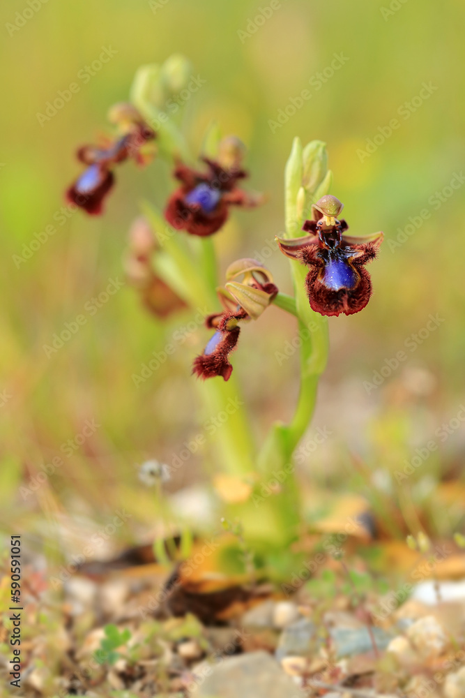 The Mirror Orchid (Ophrys speculum) on a xerothermic grassland in the Peloponnese (Greece) The Mirror Orchid (Ophrys speculum) on a xerothermic grassland in the Peloponnese (Greece)