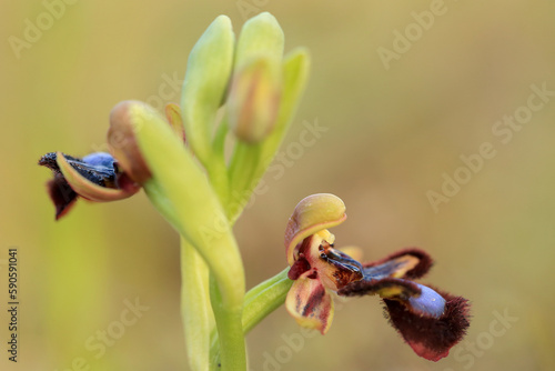 Obraz na płótnie The Mirror Orchid (Ophrys speculum) on a xerothermic grassland in the Peloponnese (Greece) w salonie