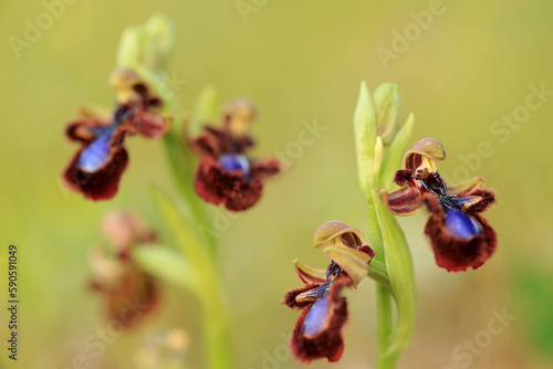 Obraz na płótnie The Mirror Orchid (Ophrys speculum) on a xerothermic grassland in the Peloponnese (Greece) w salonie