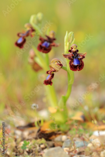 The Mirror Orchid  (Ophrys speculum) on a xerothermic grassland in the Peloponnese (Greece) © andrzej_67