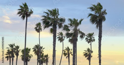 Palm tree silhouettes at twilight in Oceanside, California, USA. Dusk brings a tropical vibe from the nearby Pacific beach, with a stunning sunset afterglow. The dark, black palms