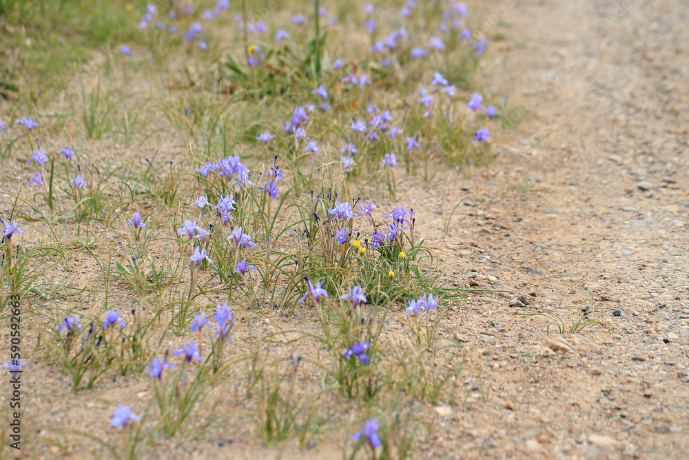 The Barbary nut (Moraea sisyrinchium, syn. Gynandriris sisyrinchium) on a xerothermic grassland in the Peloponnese (Greece)