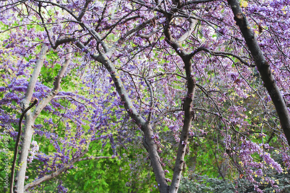 Cercis siliquastrum or Judas tree blooms with beautiful purple violet flowers in spring park garden. Eastern redbud tree blooms in springtime. Flowers on a branches twigs Lilac trees on green backdrop Cercis siliquastrum or Judas tree blooms with beautiful purple violet flowers in spring park garden. Eastern redbud tree blooms in springtime. Flowers on a branches twigs Lilac trees on green backdrop