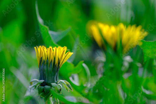 Close up of blooming yellow dandelion flowers or taraxacum officinale in green grass in spring, macro of bright common dandelions in meadow.