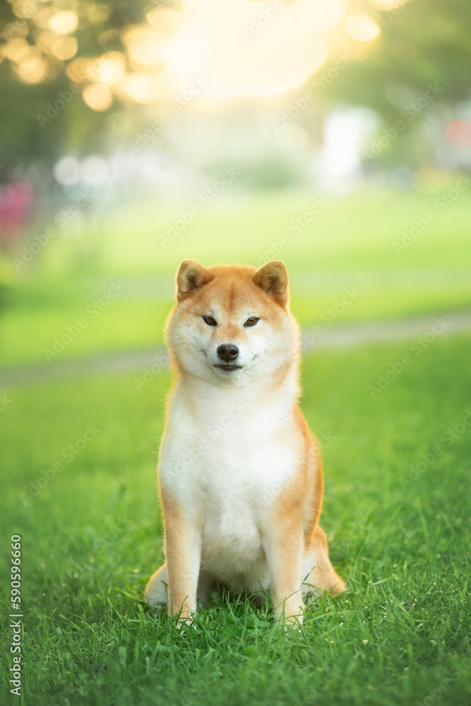 Beautiful and happy red Shiba inu dog sitting in the park at golden sunset in summer. Cute japanese shiba inu dog