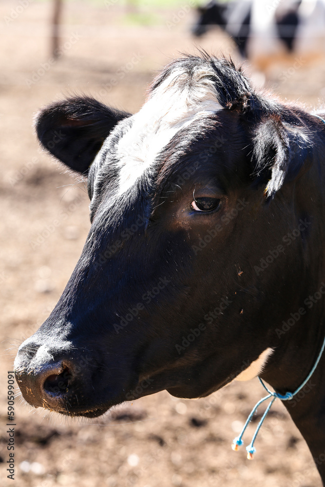 Cow confined in a dairy farm on countryside of Minas Gerais state, Brazil Cow confined in a dairy farm on countryside of Minas Gerais state, Brazil
