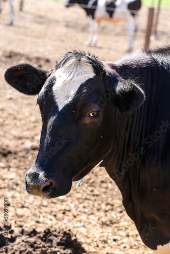 Cow confined in a dairy farm on countryside of Minas Gerais state, Brazil © Casa.da.Photo