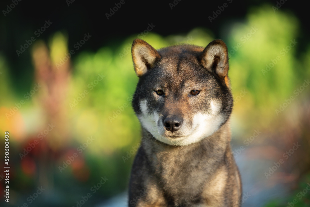 Close-up portrait of cute and beautiful japanese dog breed shikoku sitting in the park in summer
