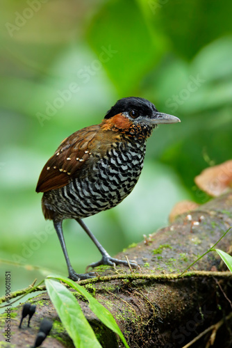 Black-crowned Antpitta inside tropical rainforest