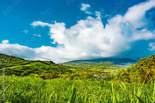 Sugar cane field in the south of Reunion Island