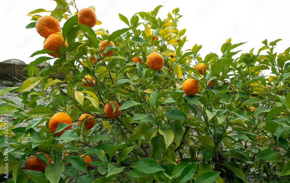Bitter orange, Sour Orange - bigarade orange tree in the detail
