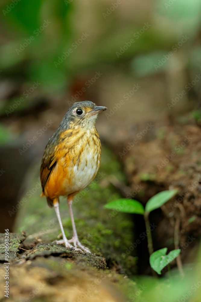 Fototapeta premium Thicket Antpitta inside tropical rainforest