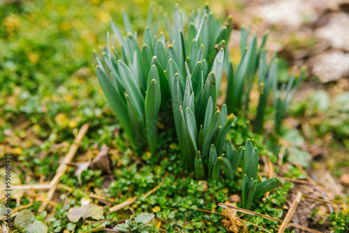 Shoots of a narcissus flower. Green  small stems come out of the ground. Spring flower.