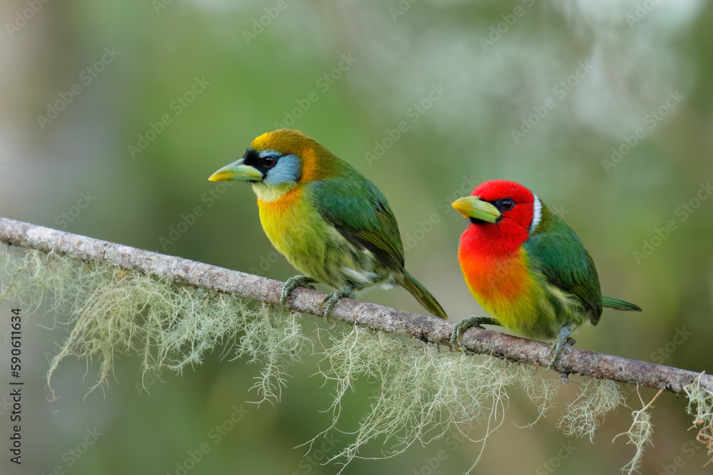 Red-headed Barbet perching on branch