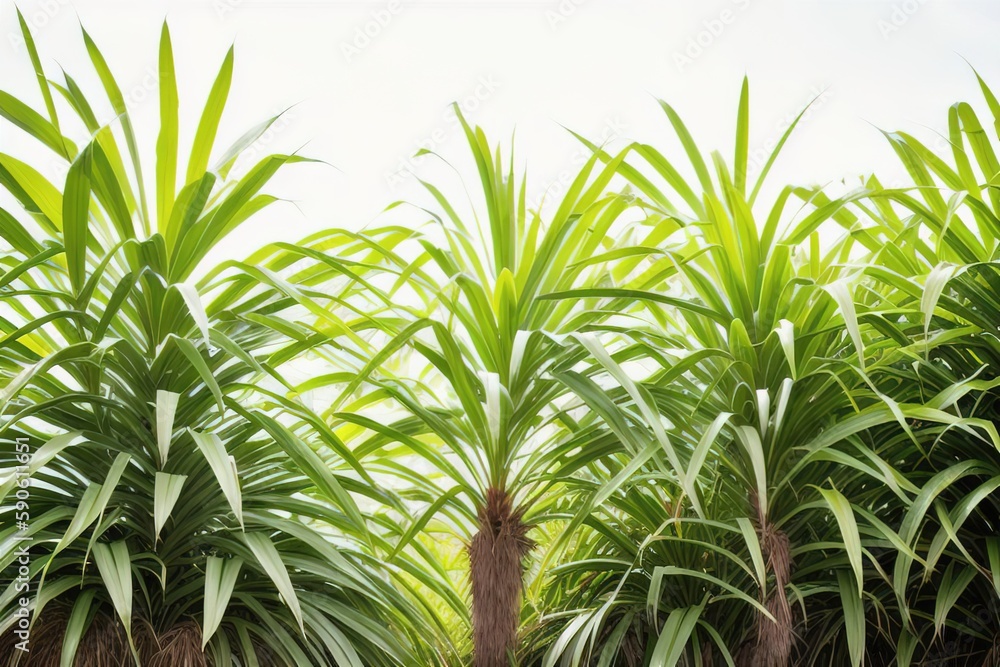 Sugar cane plantation, sugar mining industry, Generative AI. Sugar cane plantation, sugar mining industry, Generative AI.