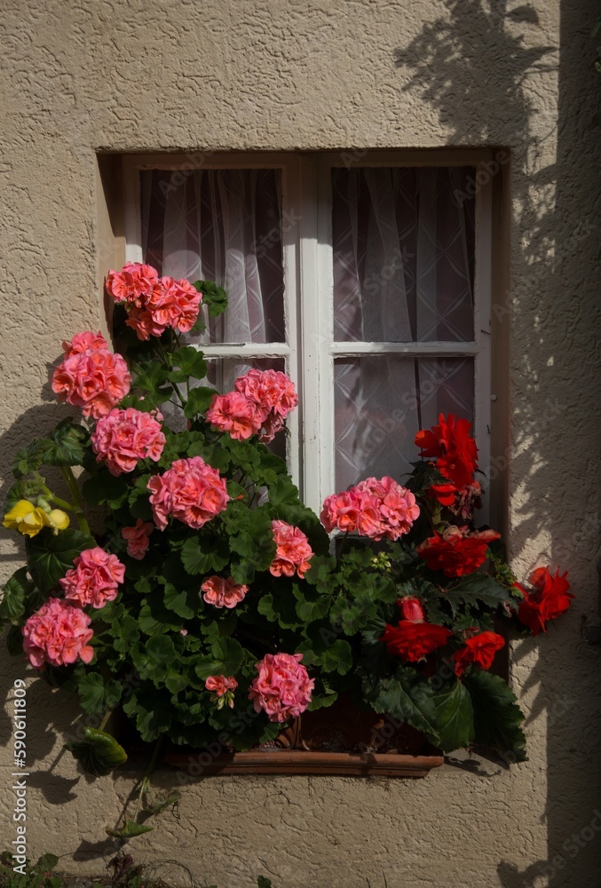 Naklejka premium Window box with red and pink gerranium flowers, in the Swiss village of Lauterbrunnen