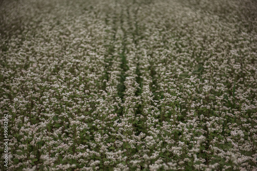 Botanical pattern from green field of white flowering buckwheat. Natural landscape background. Agricultural period of blossom plants. Fagopyrum esculentum, Japanese, silverhull buckwheat. Copy space photo