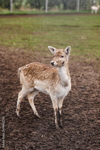 Deer in the zoo