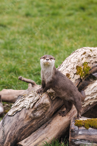 Otter in the zoo