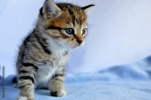 Small tabby kitten.