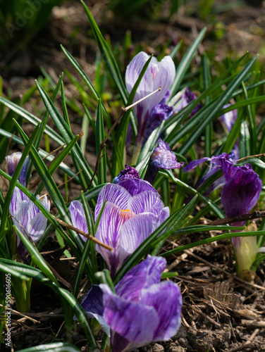 bright purple spring flowers