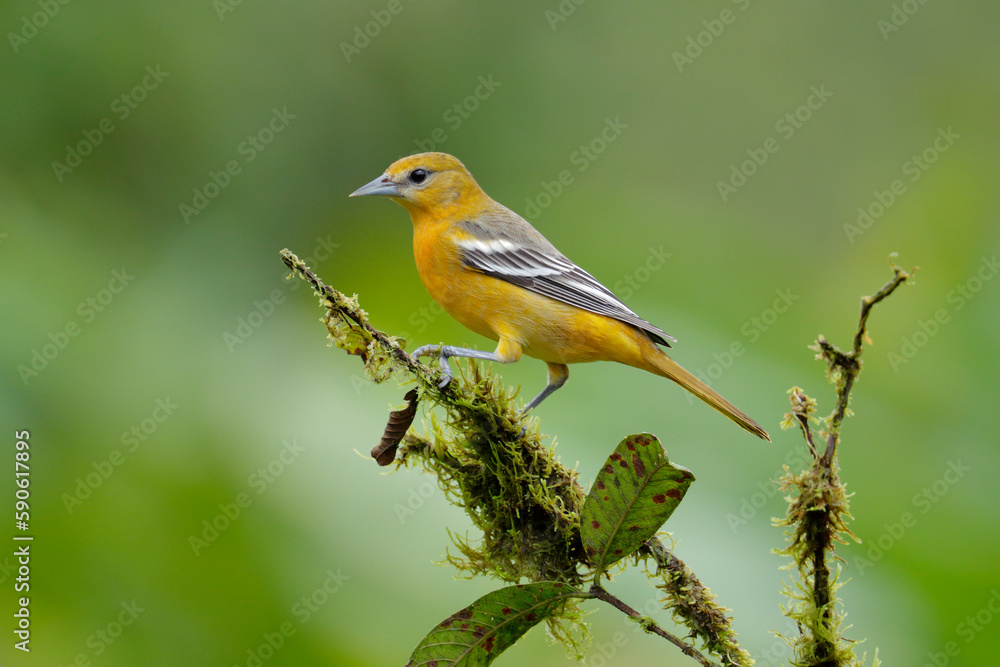 Baltimore Oriole perching on branch