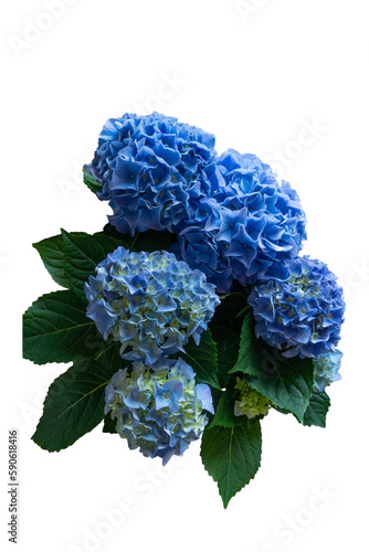 Bouquet of blue hydrangea on transparent background. photo