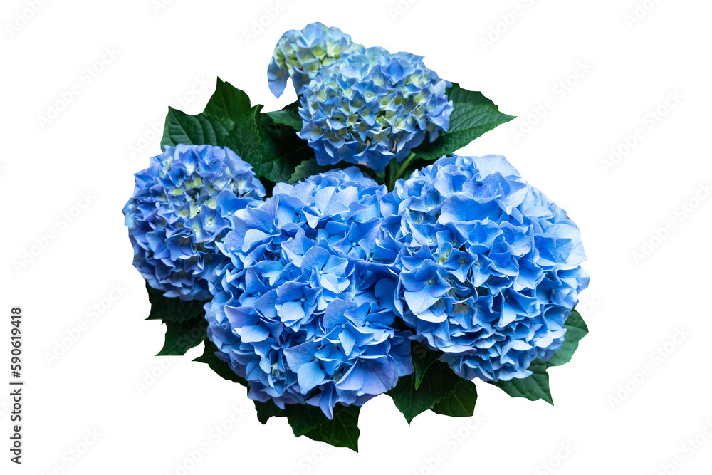 Bouquet of blue hydrangea on transparent background. - obrazy, fototapety, plakaty 