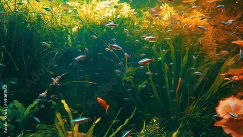fish in the aquarium, emperor cichlid, altolamprologus, saum, dempsey, frontosa photo