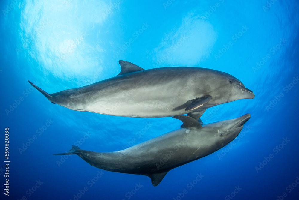 Bottlenose dolphin, French Polynesia Bottlenose dolphin, French Polynesia