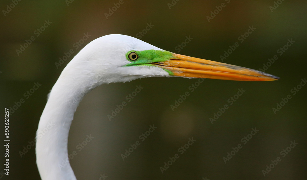 The face of a Great Egret(Ardea alba) hunting in a pond in Punta Cana, Dominican Republic. The face of a Great Egret(Ardea alba) hunting in a pond in Punta Cana, Dominican Republic.