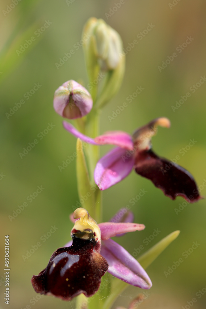 The Horseshoe bee-orchid (Ophrys ferrum-eqinum) on a xerothermic grassland in the Peloponnese (Greece)