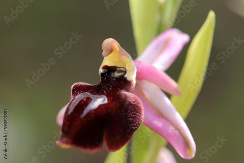 Obraz na płótnie The Horseshoe bee-orchid (Ophrys ferrum-eqinum) on a xerothermic grassland in the Peloponnese (Greece) w salonie